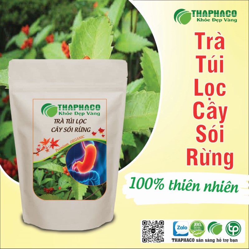 Trà túi lọc cây sói rừng có tác dụng gì? 