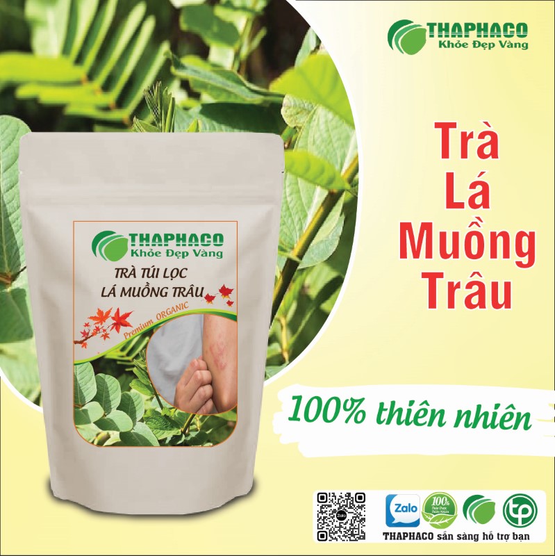 Trà túi lọc lá muồng trâu có tác dụng gì?