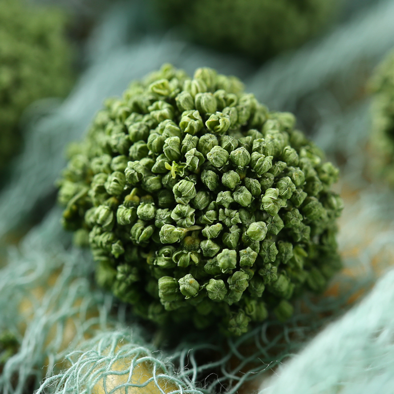 Nụ hoa tam thất dùng để pha trà