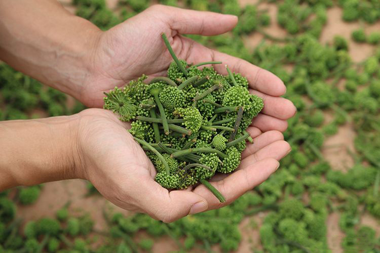 Cách nhận biết nụ tam thất thật