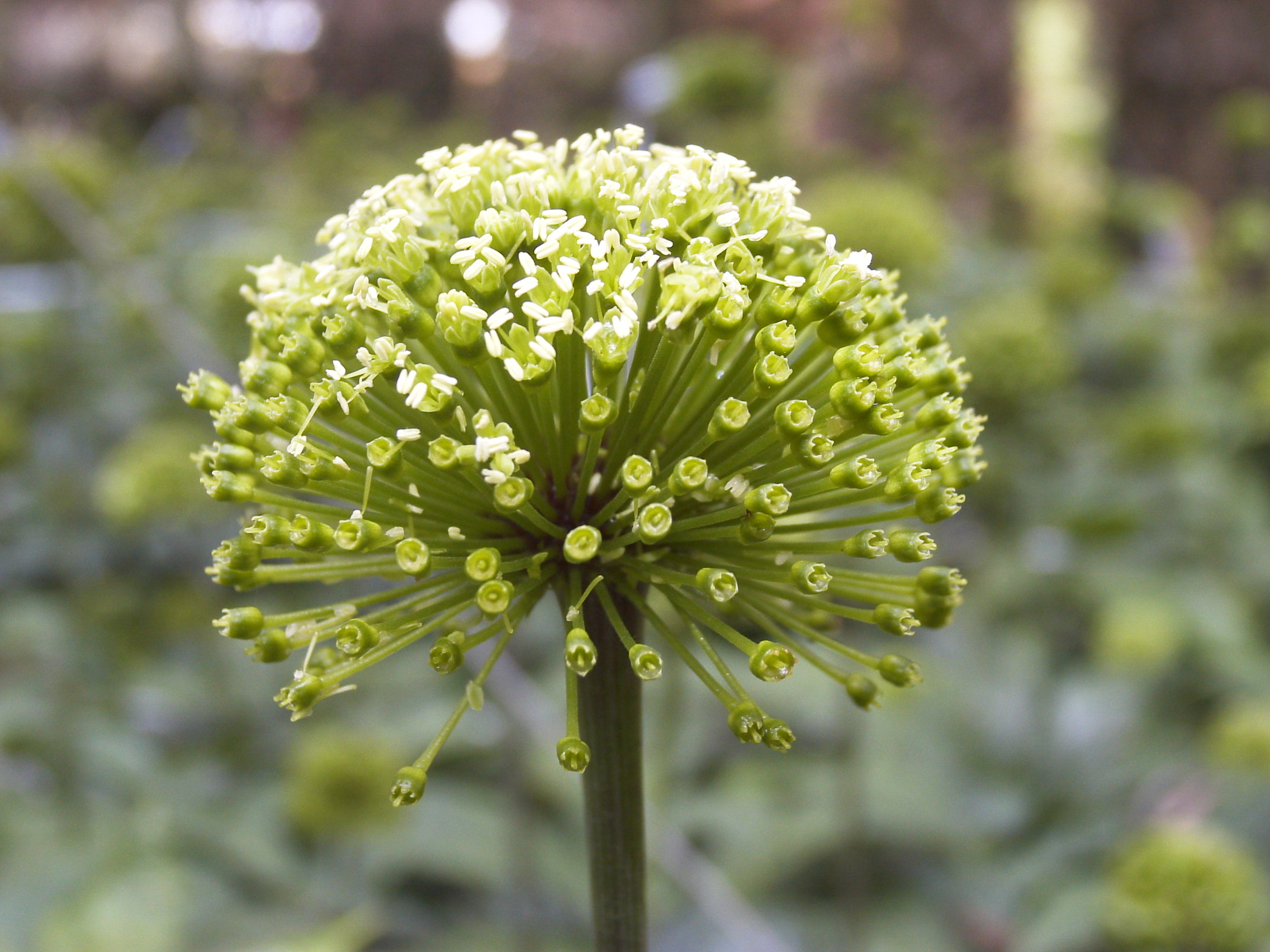 Cây tam thất sinh trưởng ở đâu