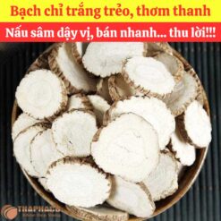 Alternative view of Mua bạch chỉ nguyên liệu nấu nước sâm ở đâu?