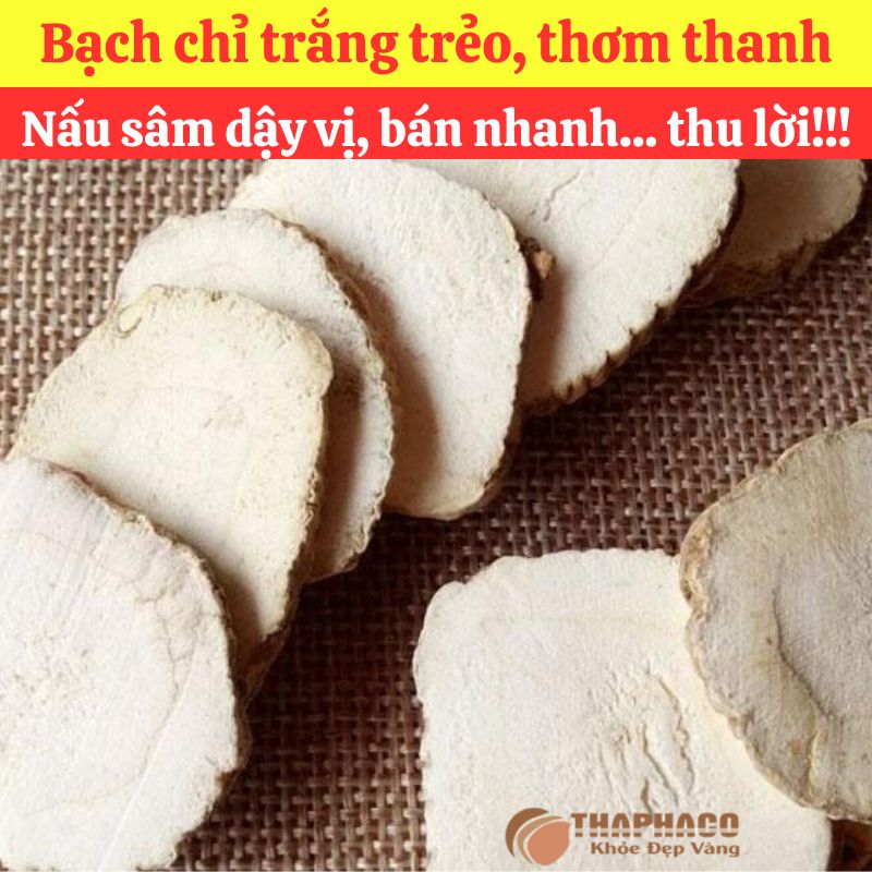 Bạch Chỉ Nguyên liệu Nấu Nước Sâm
