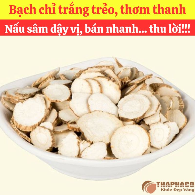 Ưu Đãi Khi Mua Sỉ Bạch Chỉ Tại THAPHACO