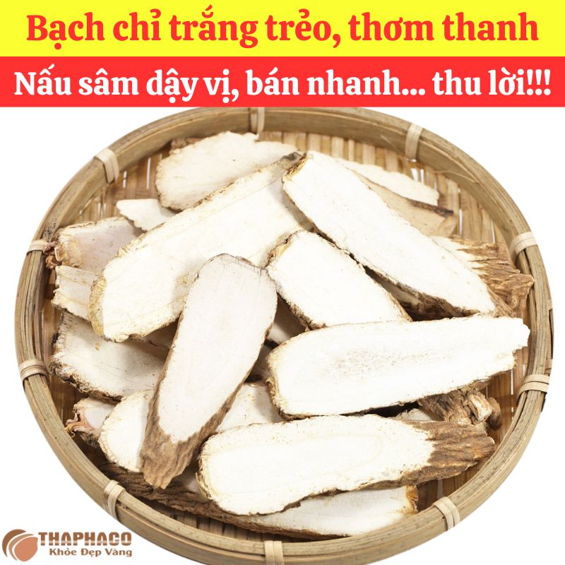 Mua sỉ Bạch Chỉ Nguyên liệu Nấu Nước Sâm tại Trà hoa sấy khô 
