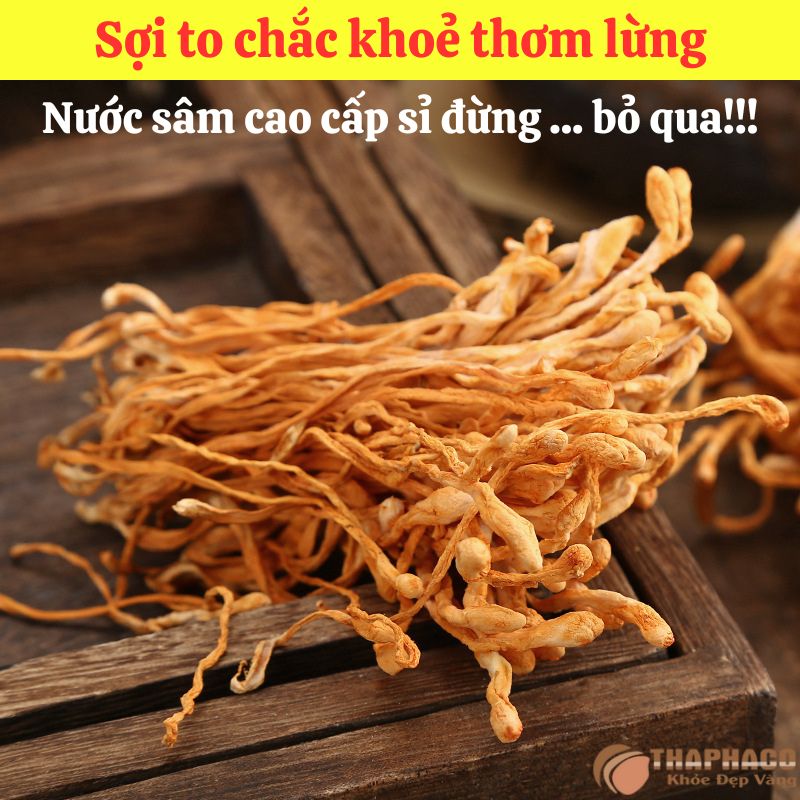 Mua sỉ Đông Trùng Hạ Thảo Nguyên liệu Nấu Nước Sâm