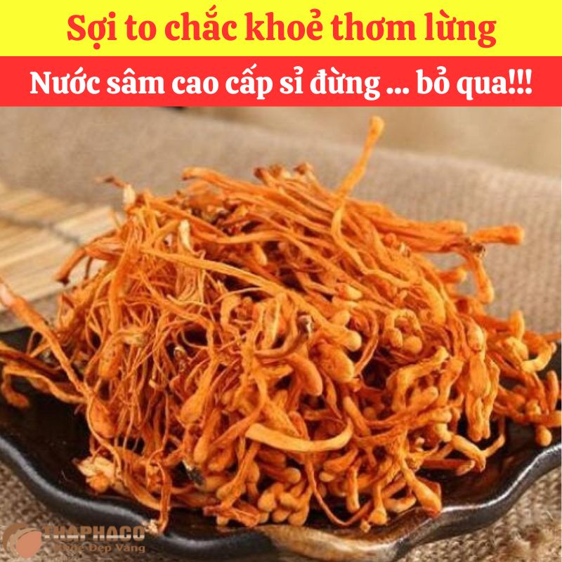 Ưu Đãi Khi Mua Sỉ Đông Trùng Hạ Thảo Tại THAPHACO