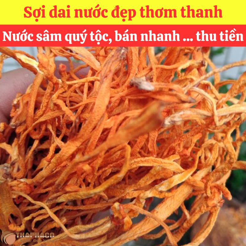 Công thức nấu Sâm Đông Trùng Nhỏ đơn giản tại nhà