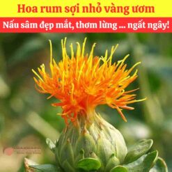 Alternative view of Mua hoa rum nguyên liệu nấu nước sâm ở đâu?