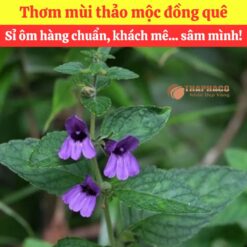 Alternative view of Mua nhân trần nam nguyên liệu nấu nước sâm ở đâu?