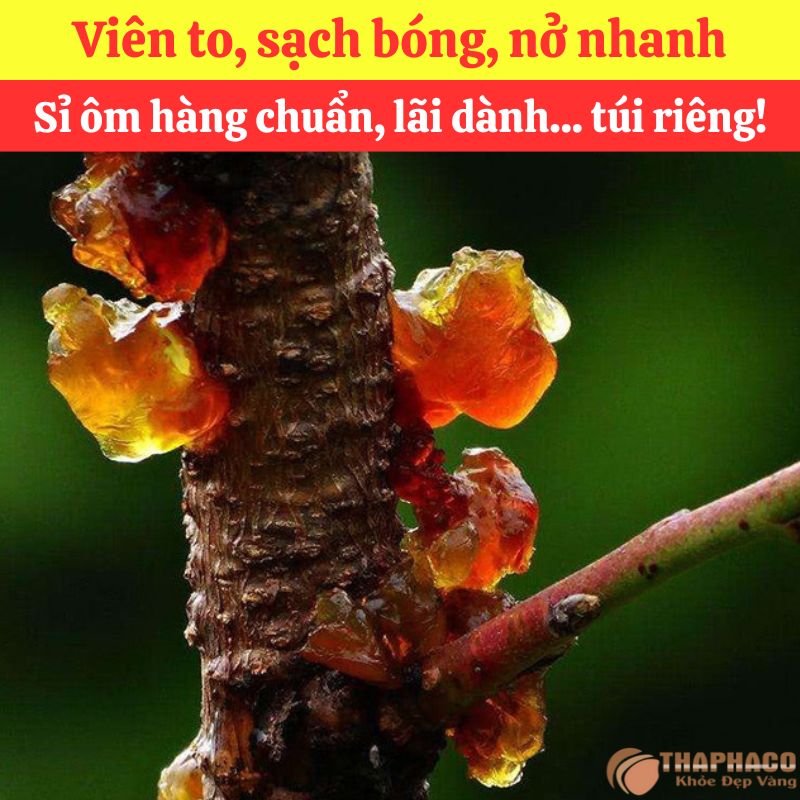 Mua nhựa đào nguyên liệu nấu nước sâm ở đâu? - Ảnh 2