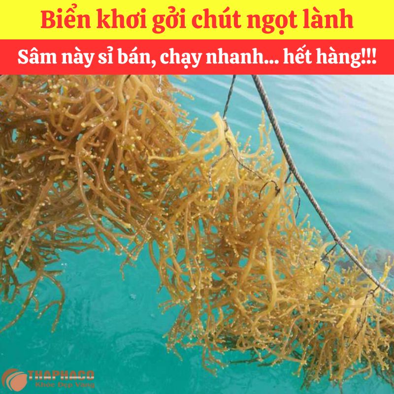 Mua sỉ Rong Câu Chỉ Vàng Nguyên liệu Nấu Nước Sâm tại Trà hoa sấy khô 