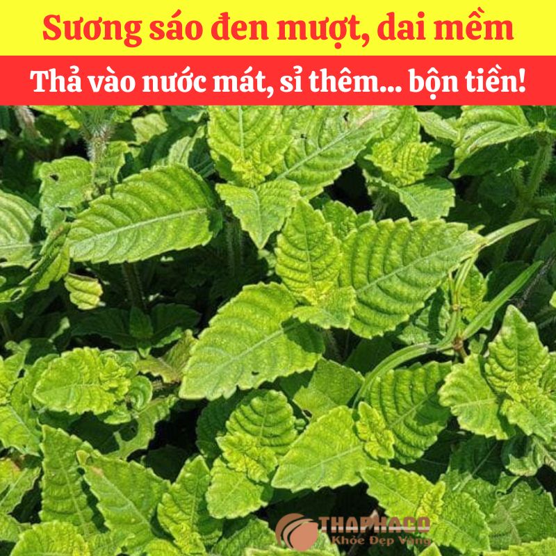 Mua sương sáo nguyên liệu nấu nước sâm ở đâu? - Ảnh 2
