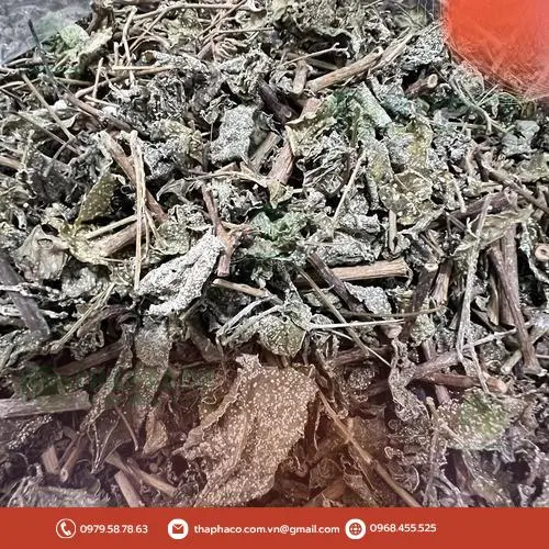 Nơi bán Chè Dây THAPHACO uy tín tại TP.HCM