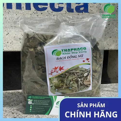 Hình ảnh cây Bạch Đồng Nữ tươi xanh