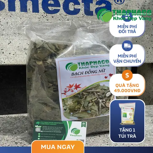 Lá bạch đồng nữ tươi
