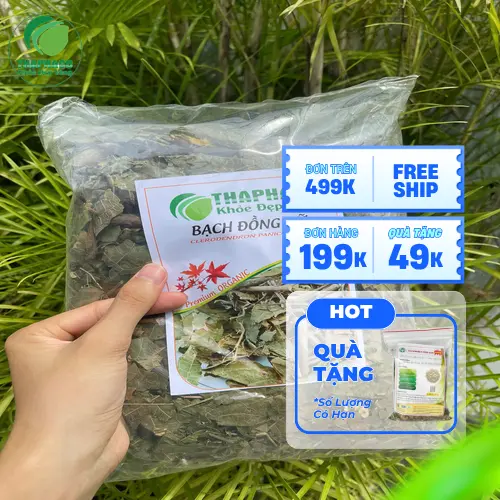 Lá bạch đồng nữ được sấy khô, giữ nguyên dược tính