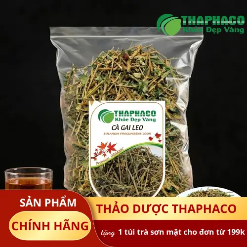 Hình ảnh cây cà gai leo với lá xanh và quả mọng đỏ