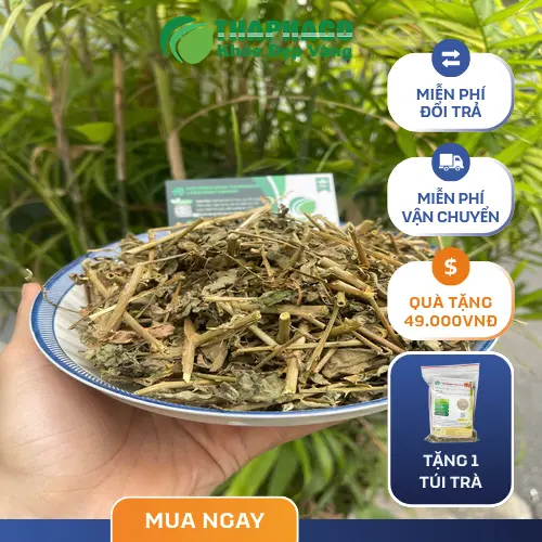 Cà gai leo sấy khô chất lượng cao