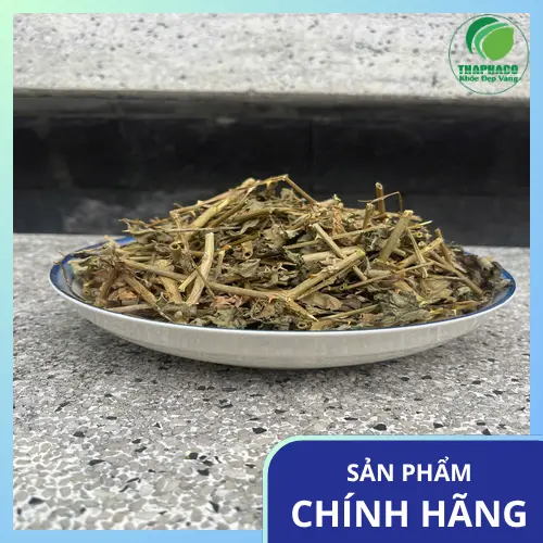 Quy trình sấy khô cà gai leo hiện đại tại THAPHACO