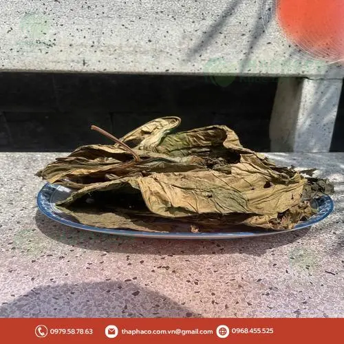 Lá khôi tía khô nguyên chất tại THAPHACO