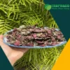Địa chỉ bán sỉ lá đơn đỏ tại TP.HCM – THAPHACO