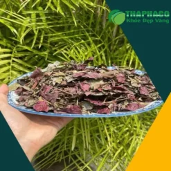 Địa chỉ bán sỉ lá đơn đỏ tại TP.HCM – THAPHACO