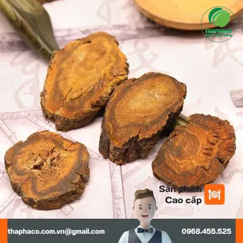 Hình ảnh cây Đại Hoàng tươi