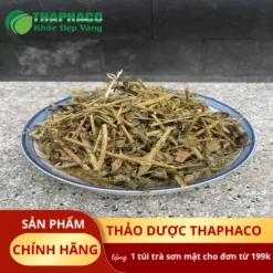 Địa Chỉ Bán Cà Gai Leo Giá Rẻ, Chất Lượng Tại TP.HCM