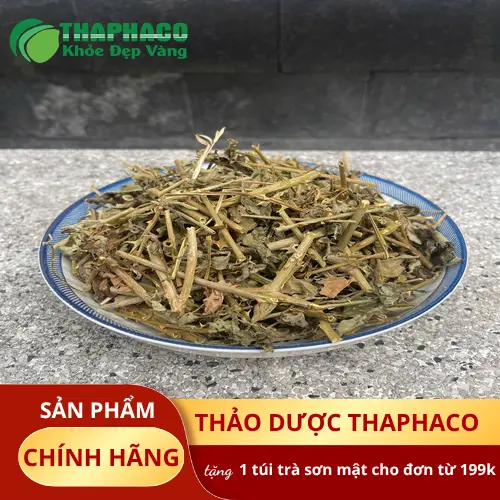Cây cà gai leo tươi - Nguồn nguyên liệu chất lượng cao tại THAPHACO