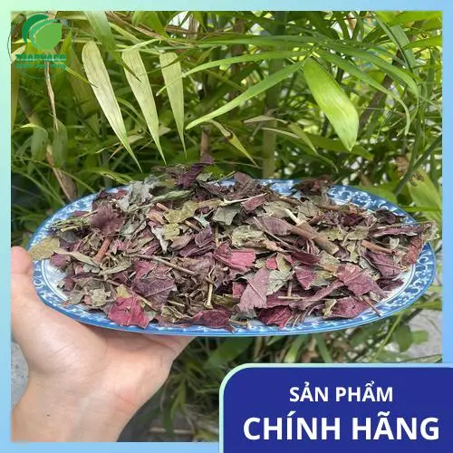 Phân tích hoạt chất trong Lá Đơn Đỏ giúp kháng viêm
