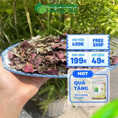 Quy trình sấy khô lá đơn đỏ hiện đại tại THAPHACO