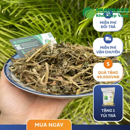 Cà gai leo khô đã được sơ chế và phơi khô đúng quy trình tại THAPHACO