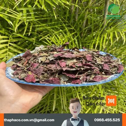 Sắc nước Lá Đơn Đỏ uống hàng ngày