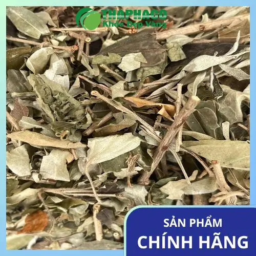 Pha trà khổ sâm đúng cách để tận dụng tối đa dược tính