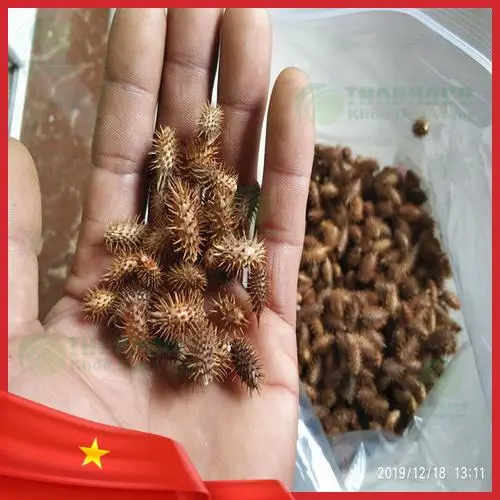 Giao hàng ké đầu ngựa sấy khô sỉ toàn quốc THAPHACO