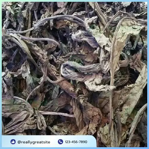 Sử Dụng Lá Khôi Tía Sấy Khô Hiệu Quả