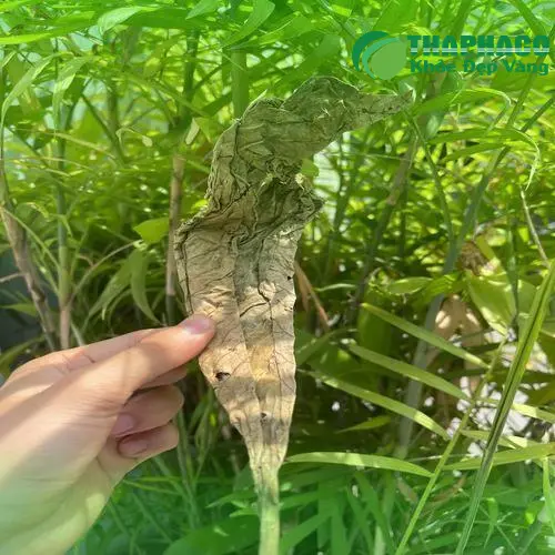 Mua lá khôi tía chất lượng tại THAPHACO TP.HCM