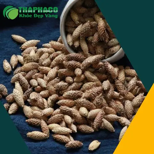 Chất lượng ké đầu ngựa từ Trà Hoa Sấy Khô THAPHACO
