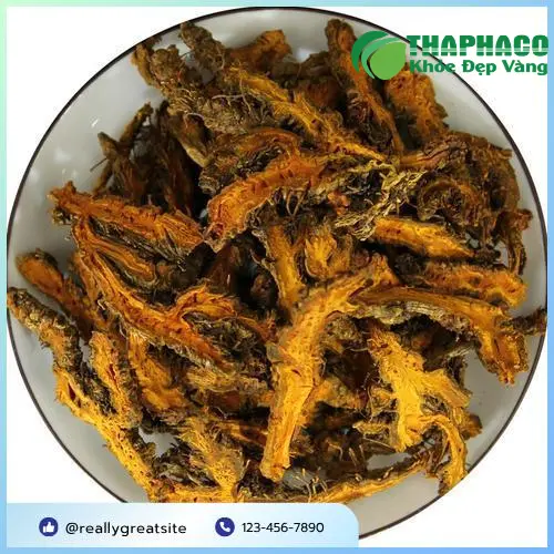 Thận trọng khi sử dụng hoàng liên