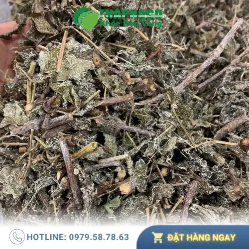 Cây chè dây tự nhiên tươi tốt của THAPHACO