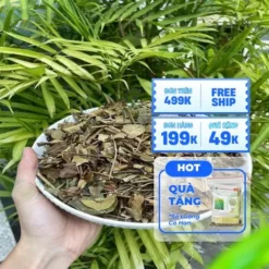 10kg Chè Vằng Sỉ Tốt TP.HCM: Đánh Giá Chuyên Môn THAPHACO