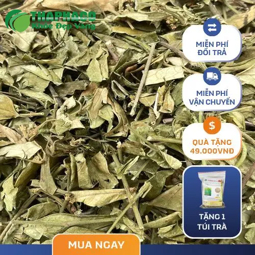 Dây thìa canh tươi và khô