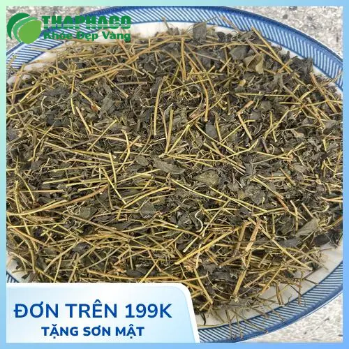 Hình ảnh minh họa cây Giảo Cổ Lam tự nhiên