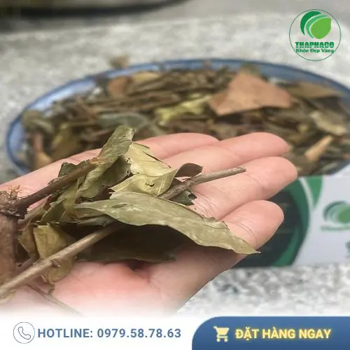 Chè vằng THAPHACO sấy khô tự nhiên, giữ trọn dược tính