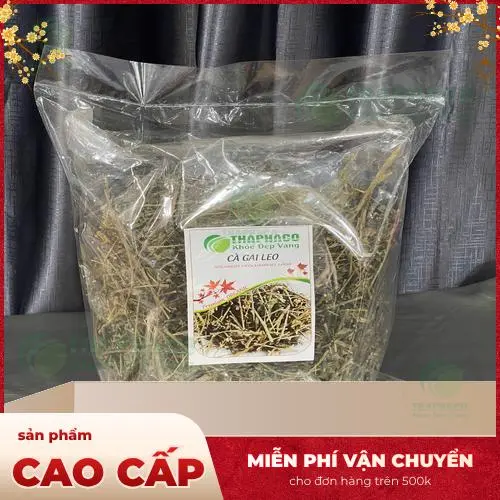 Lưu ý khi sử dụng cà gai leo hỗ trợ sức khỏe gan
