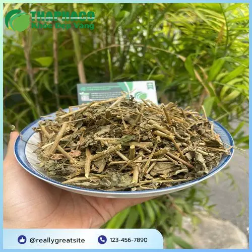 Công dụng của Cà Gai Leo đối với sức khỏe gan