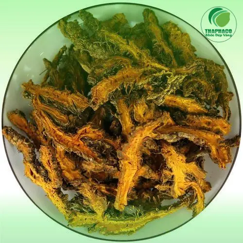 Cận cảnh dược liệu quý từ thiên nhiên