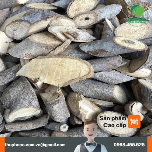 Công dụng của cây An Xoa đối với sức khỏe gan