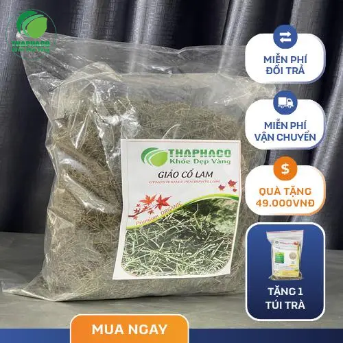 Giảo cổ lam chất lượng cao